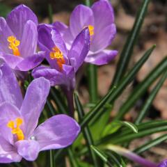 Purple flowers in bloom