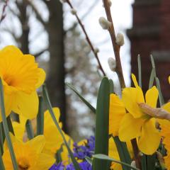 Yellow flowers in spring