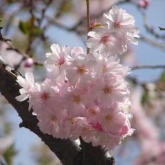 Cherry blossoms