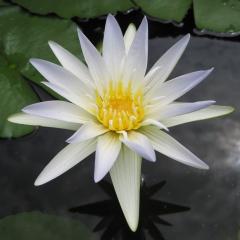 Flower image