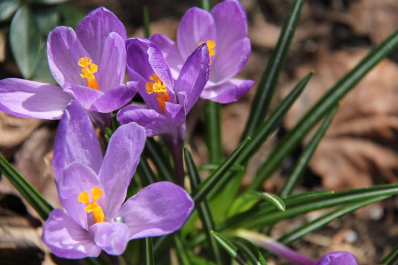 Purple flowers in bloom