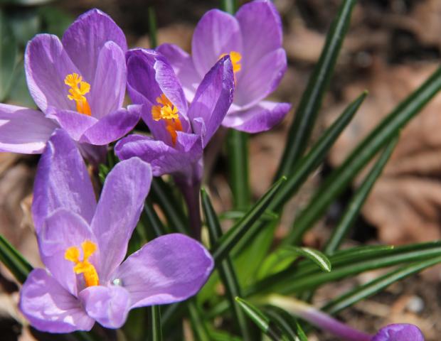 Purple flowers in bloom