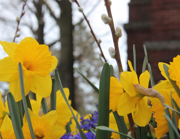 Yellow flowers in spring