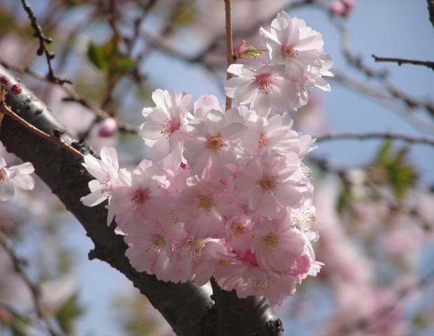 Cherry blossoms