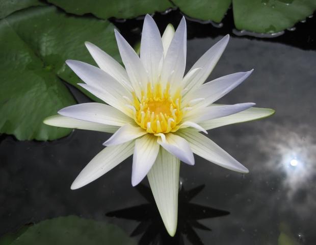 Flower image